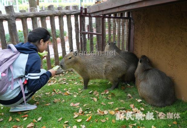 卡皮巴拉“豆包”出逃54天事件深度分析：野生动物管理的新挑战与机遇